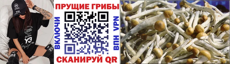 где купить наркотик  Ермолино  Галлюциногенные грибы Psilocybe 